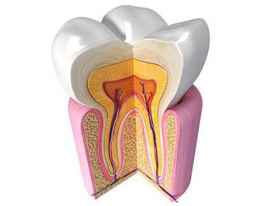 Endodonzia e conservativa